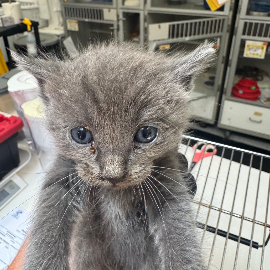 PROFESSOR BEANS - Domestic Medium Hair available for adoption