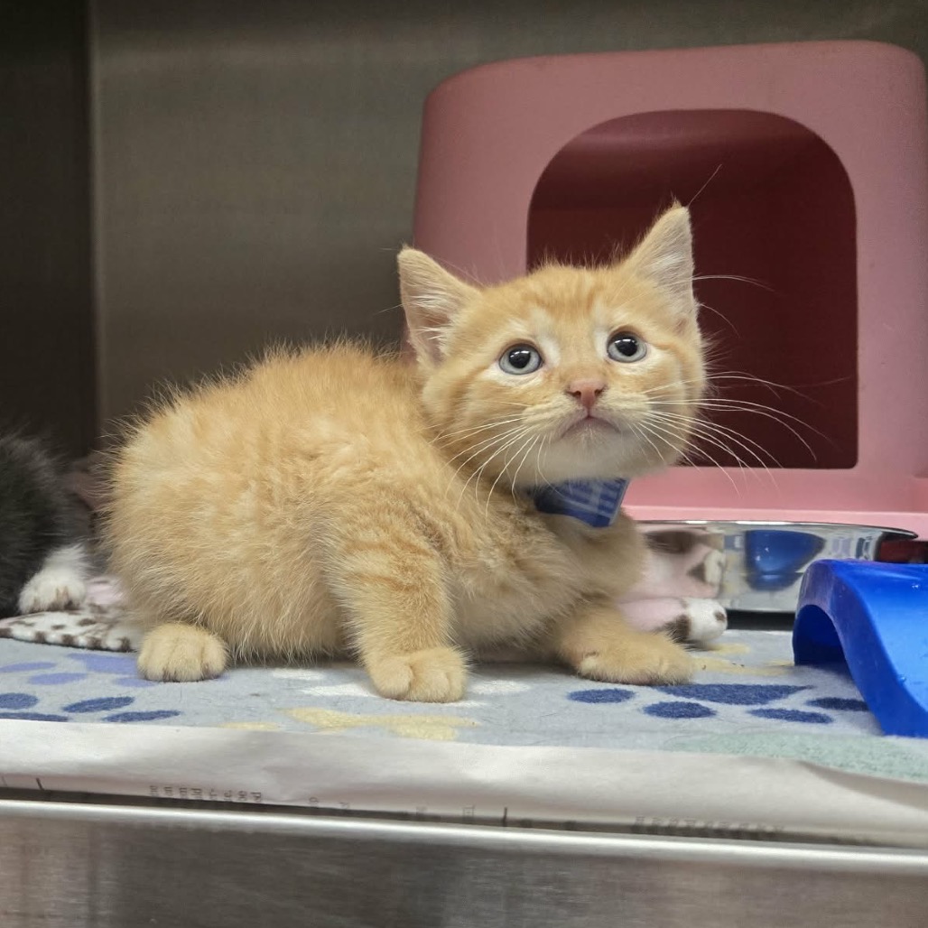 TILLY - Domestic Shorthair available for adoption