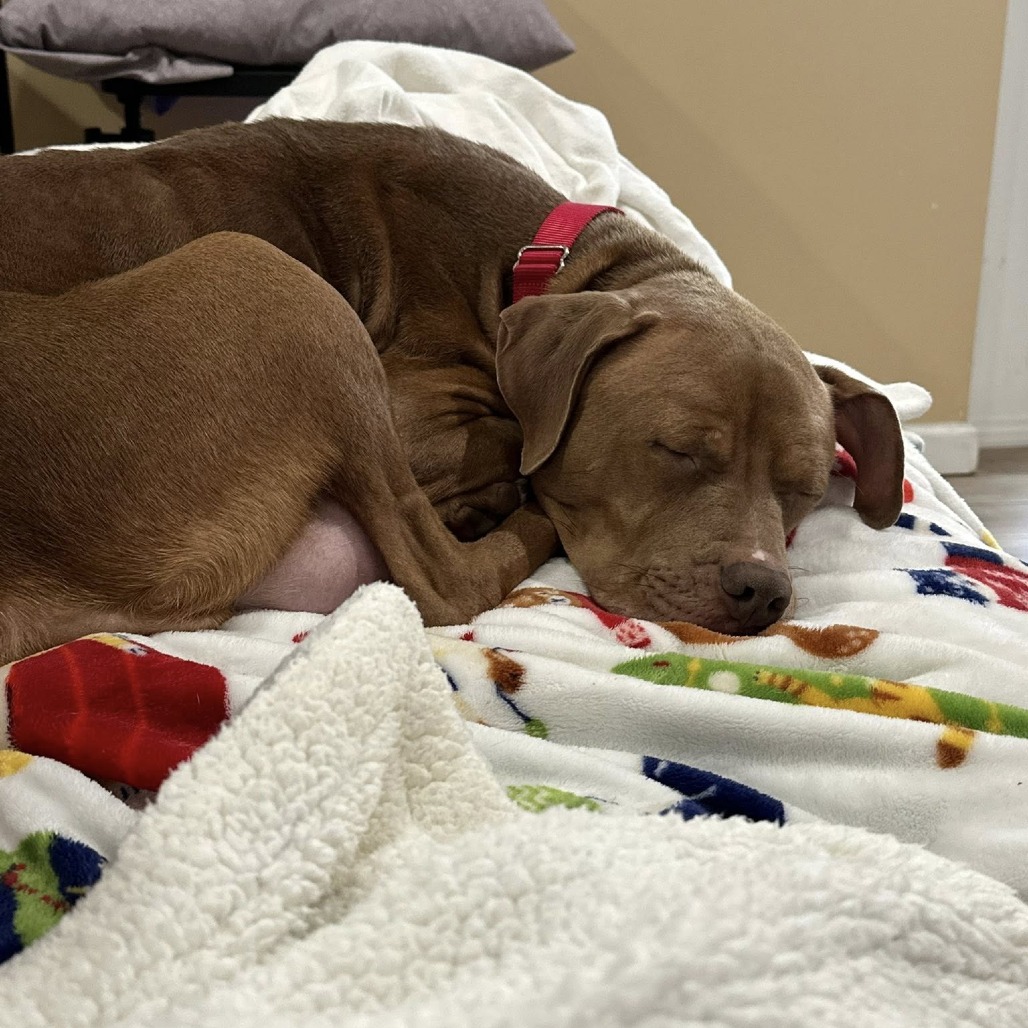 Petra — thumbnail 4