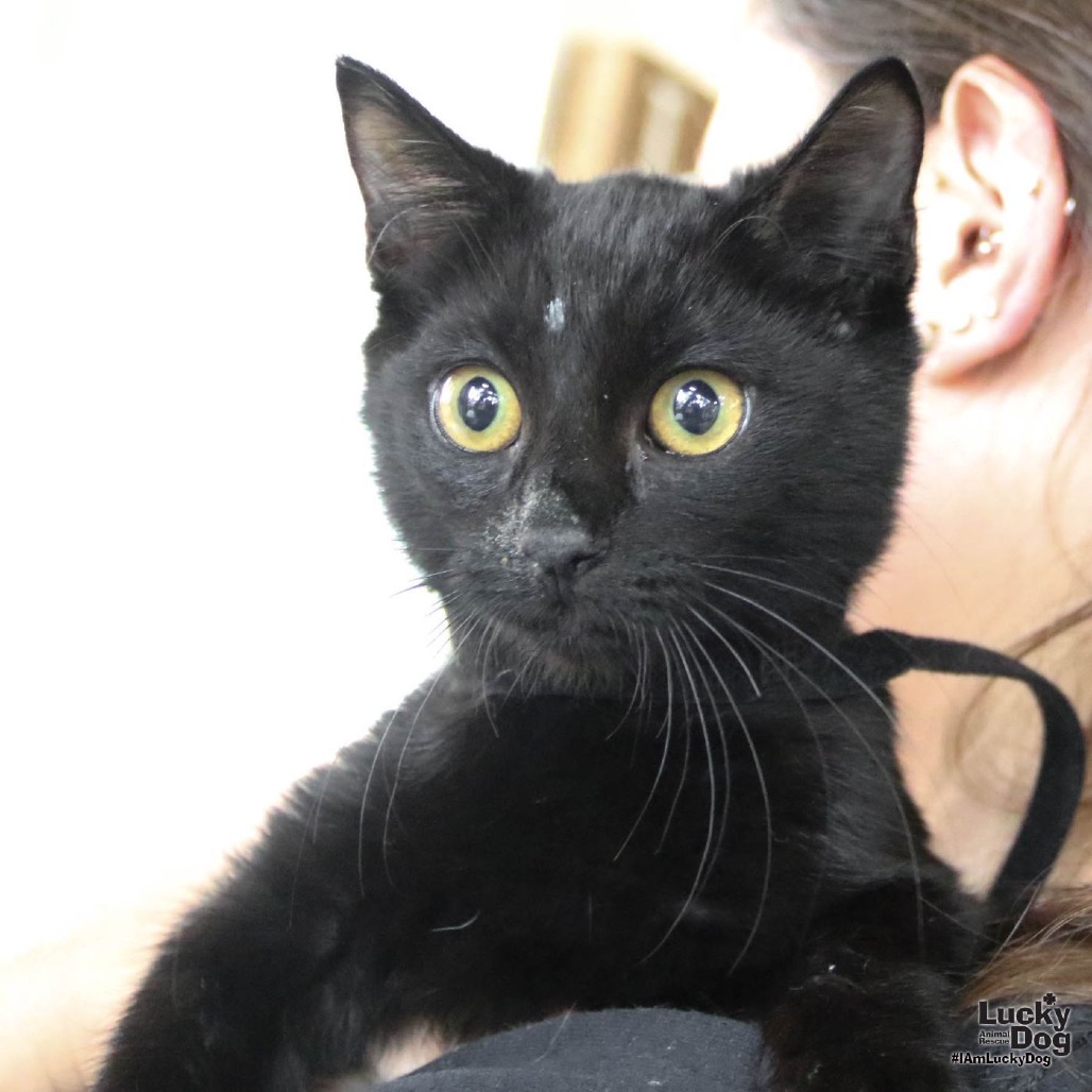 GOTH - Domestic Shorthair available for adoption