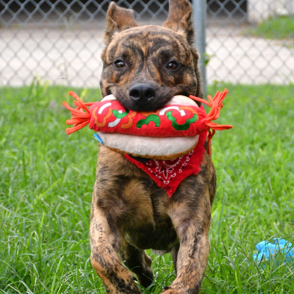 BRATWURST - Black Mouth Cur / Mix available for adoption
