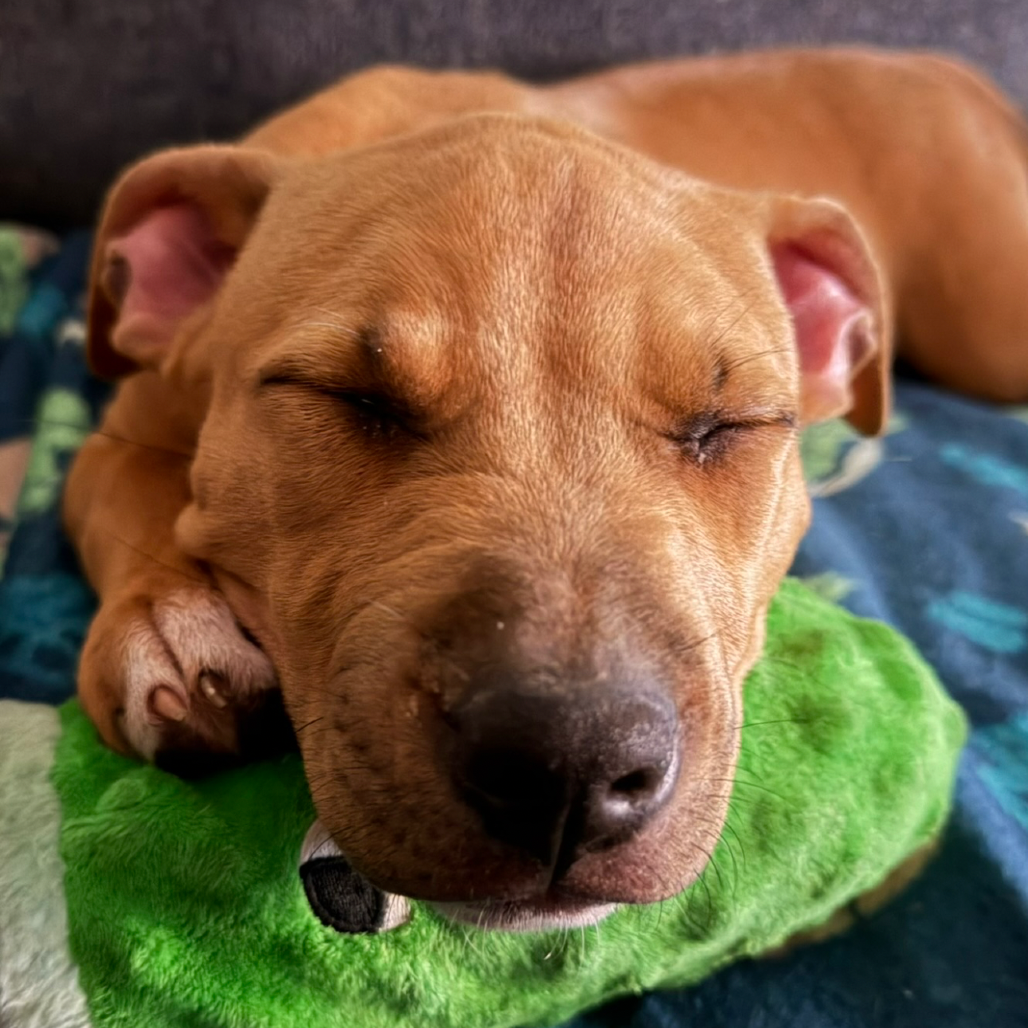 Close-up photo of Jolene