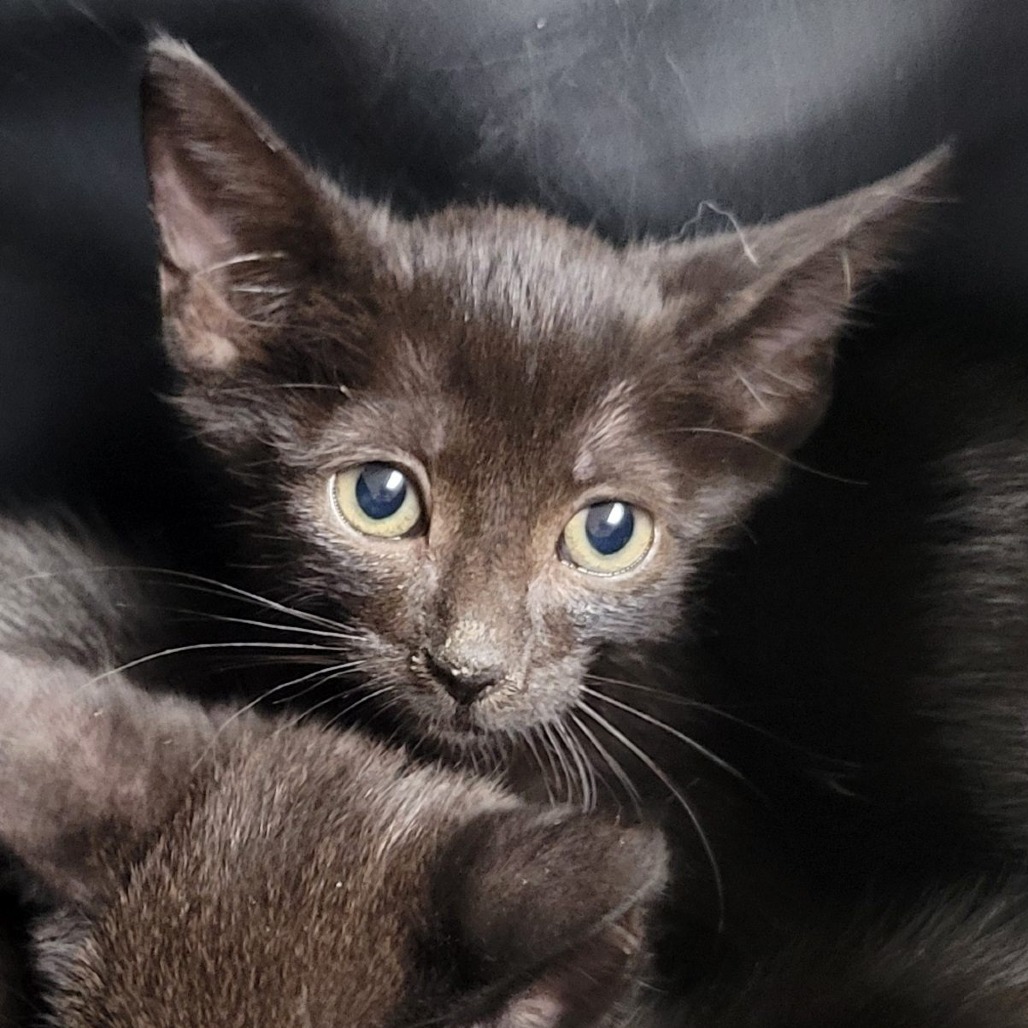 Magik: Male 3 Domestic Shorthair