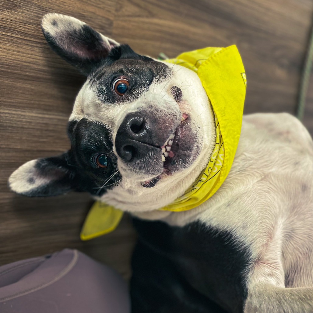 Bluebelle, additional photo