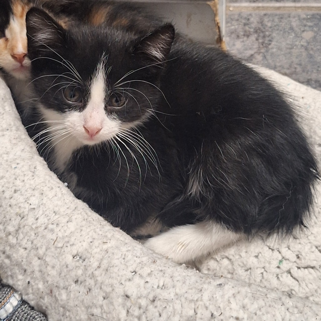 THING 1 - Domestic Shorthair available for adoption