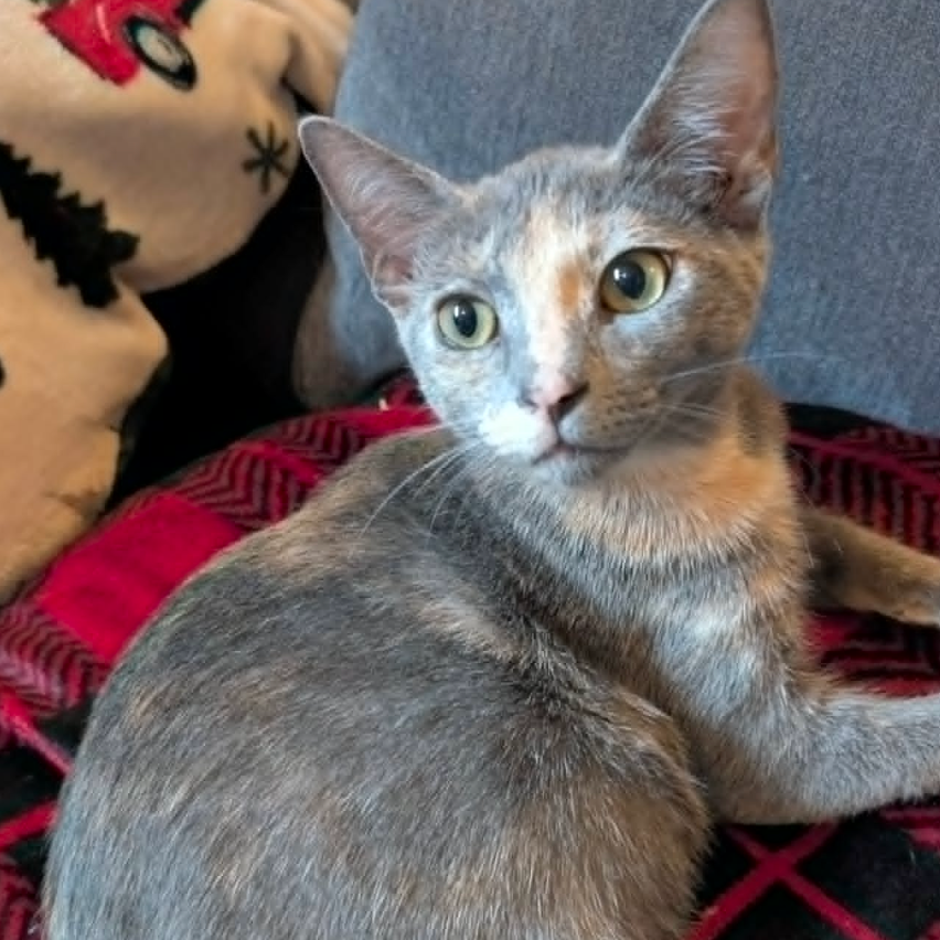 Artemis, available for adoption