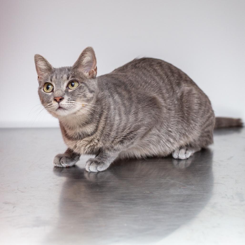 MOMMA CAT - Domestic Shorthair / Mix available for adoption