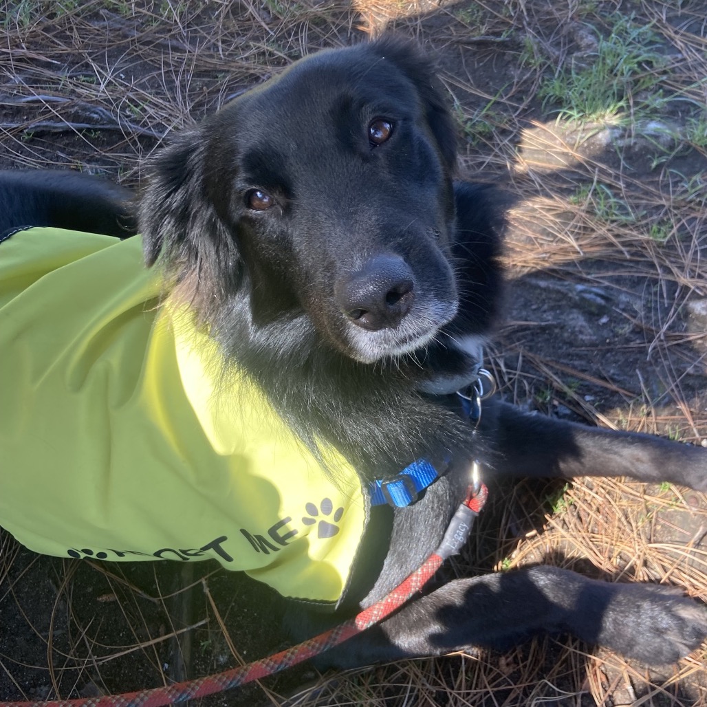 JETT - Mixed Breed (Medium) available for adoption