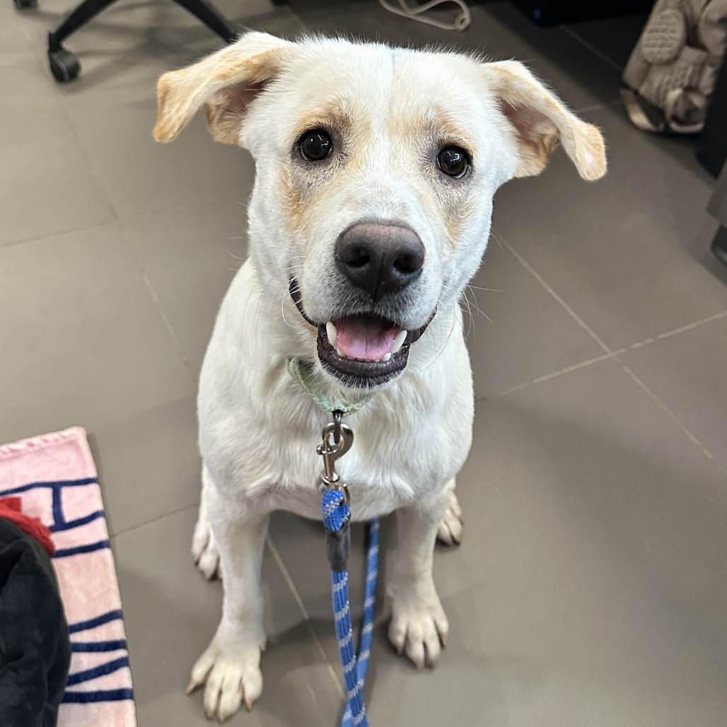 AANG - Mixed Breed (Medium) available for adoption
