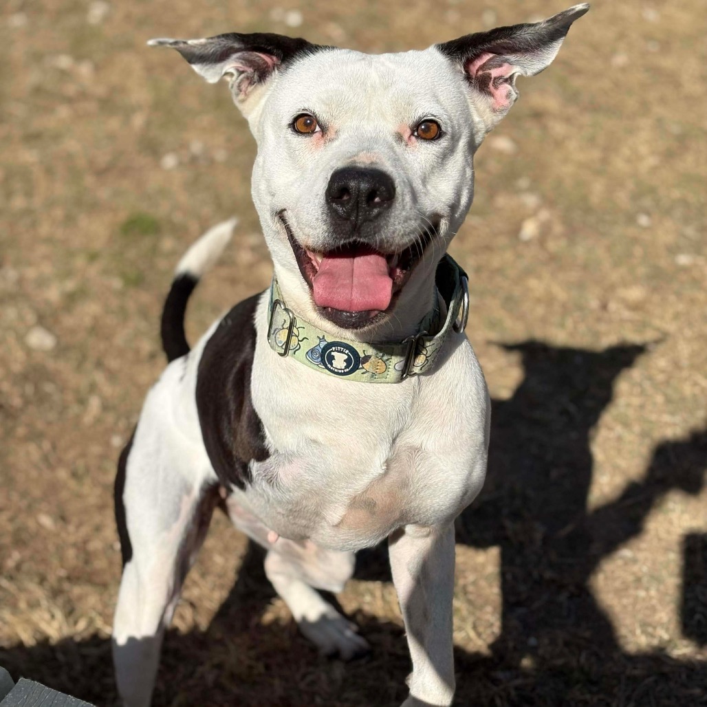Skipper, photo 14