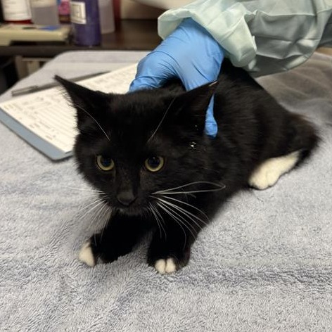 PERSEPHONE - Domestic Medium Hair available for adoption