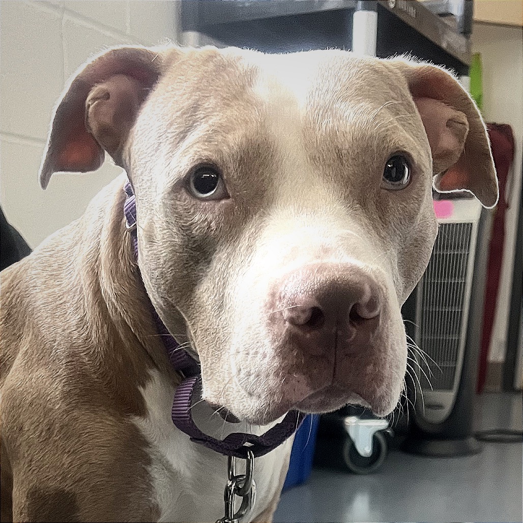 Photo of Persimmon 3