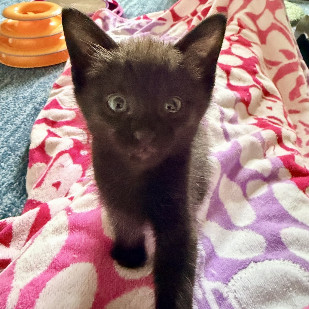 BOO - Domestic Shorthair available for adoption