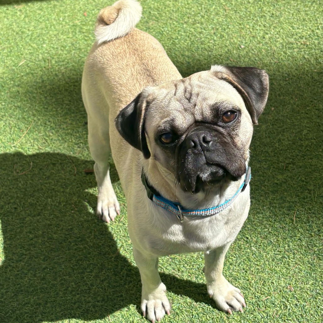 CHURCH - Pug / Mixed Breed (Small) available for adoption
