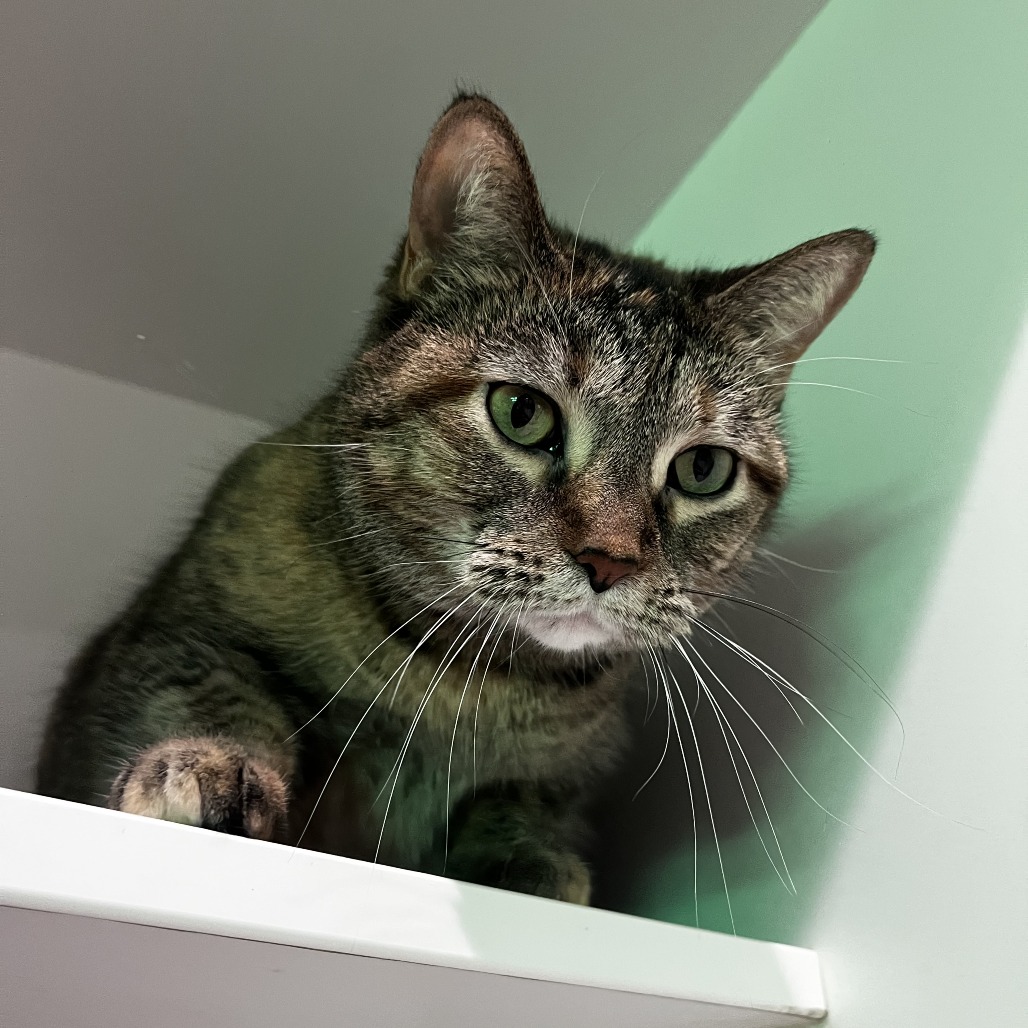 Belma — thumbnail 4