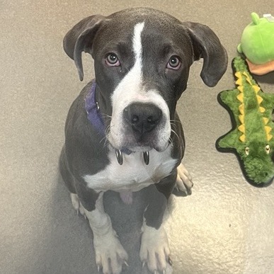 TOUCH OF GREY - Terrier, American Pit Bull / Mix available for adoption