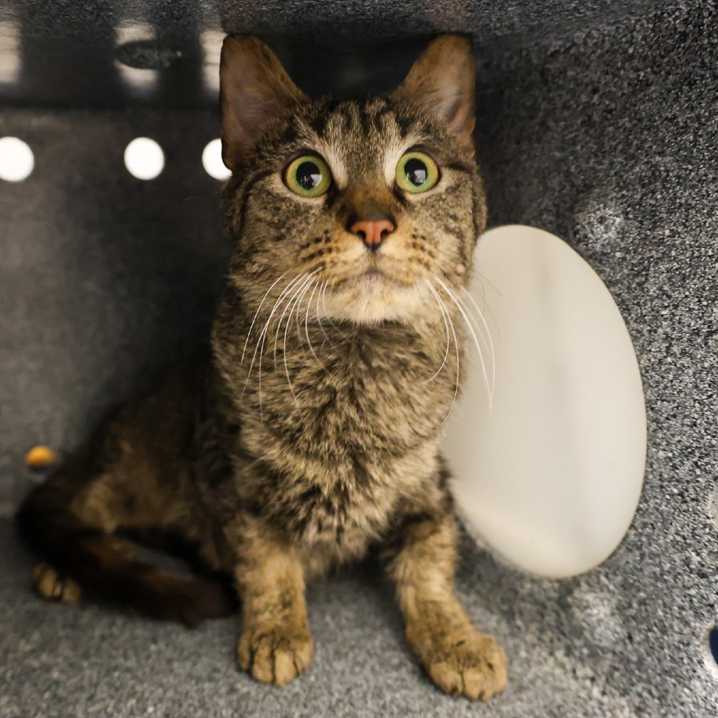 Maxine — thumbnail 3