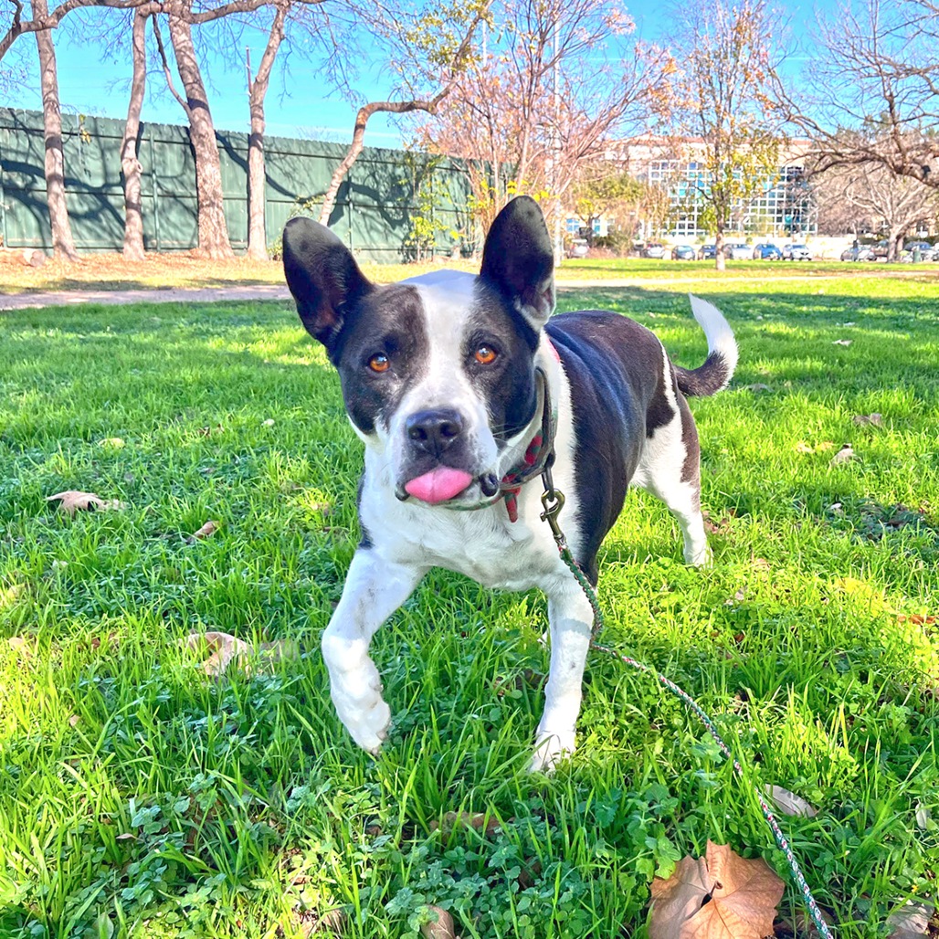 Bluebelle, additional photo