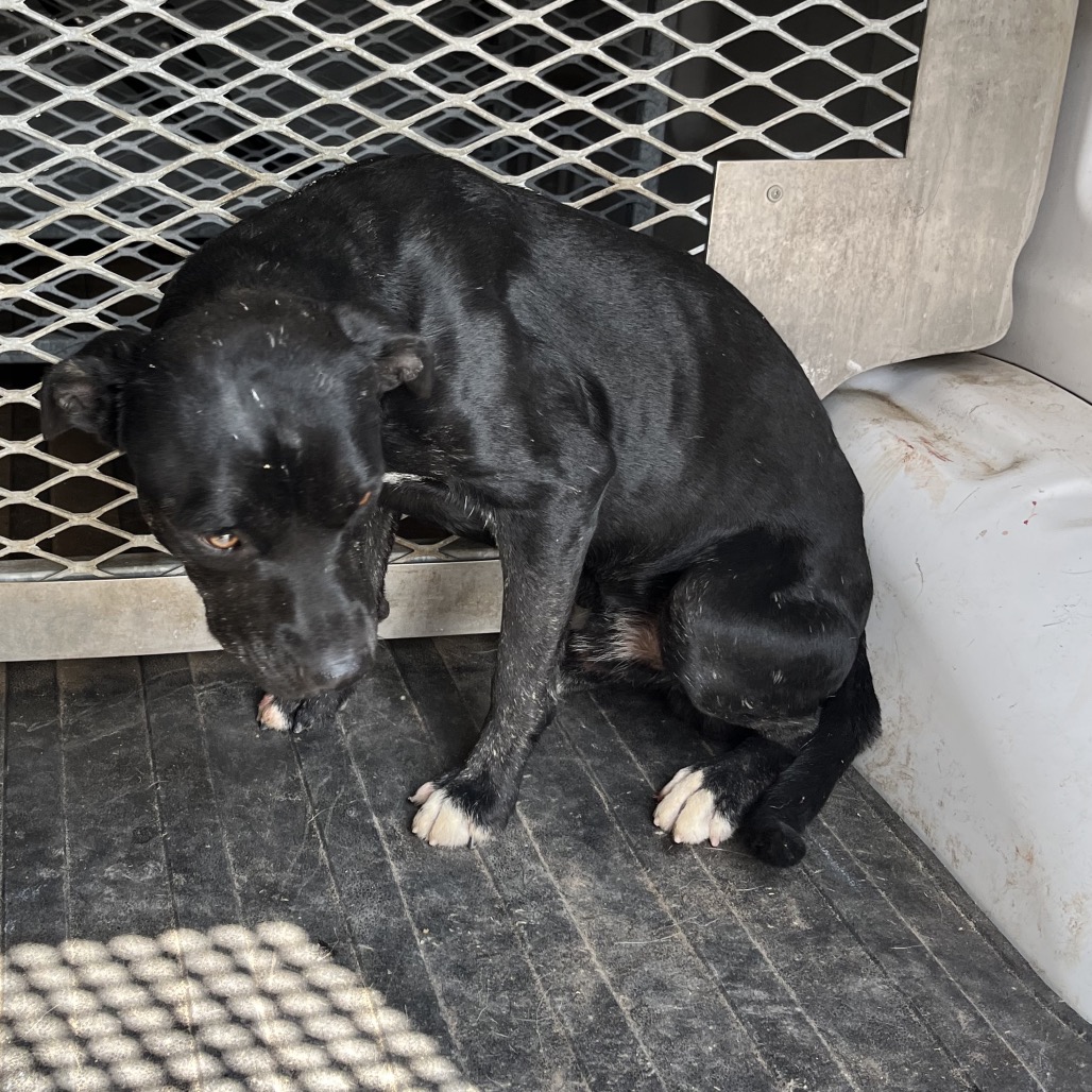 PANCHO - Shepherd / Mixed Breed (Medium) available for adoption