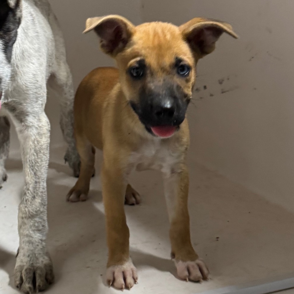 GEMINI - Black Mouth Cur available for adoption