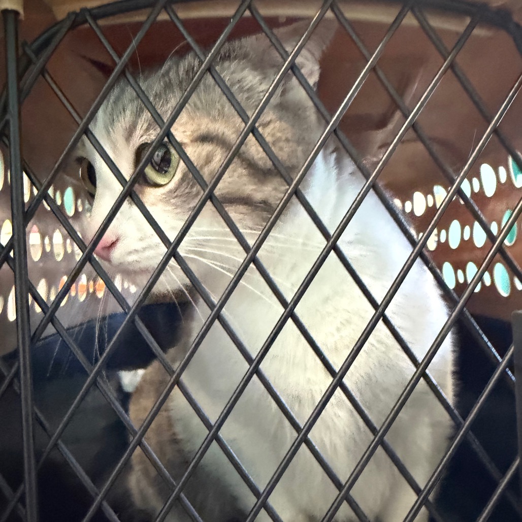Harley, an adoptable cat at SPCA-BC