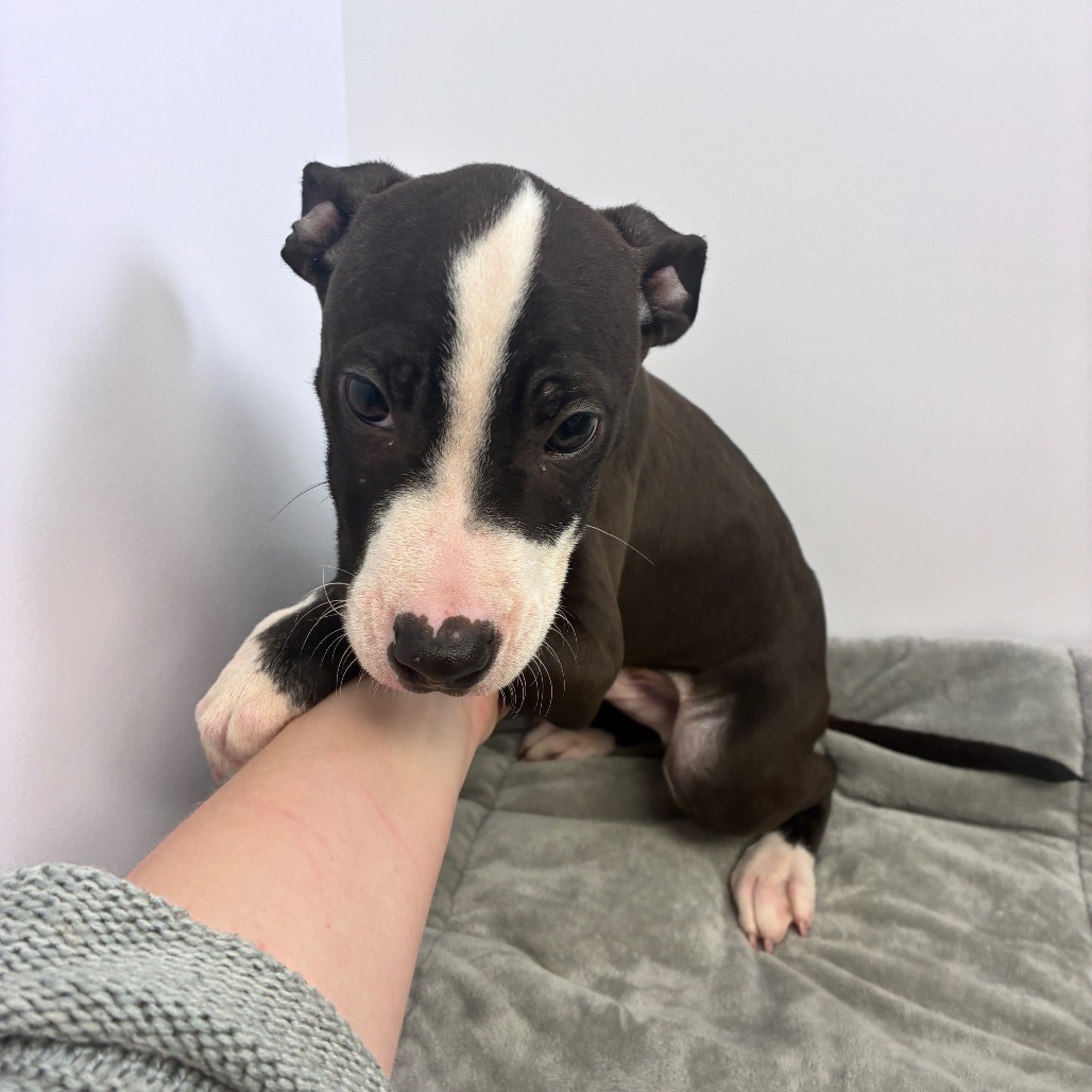 BRUTUS - Terrier / American Pit Bull available for adoption