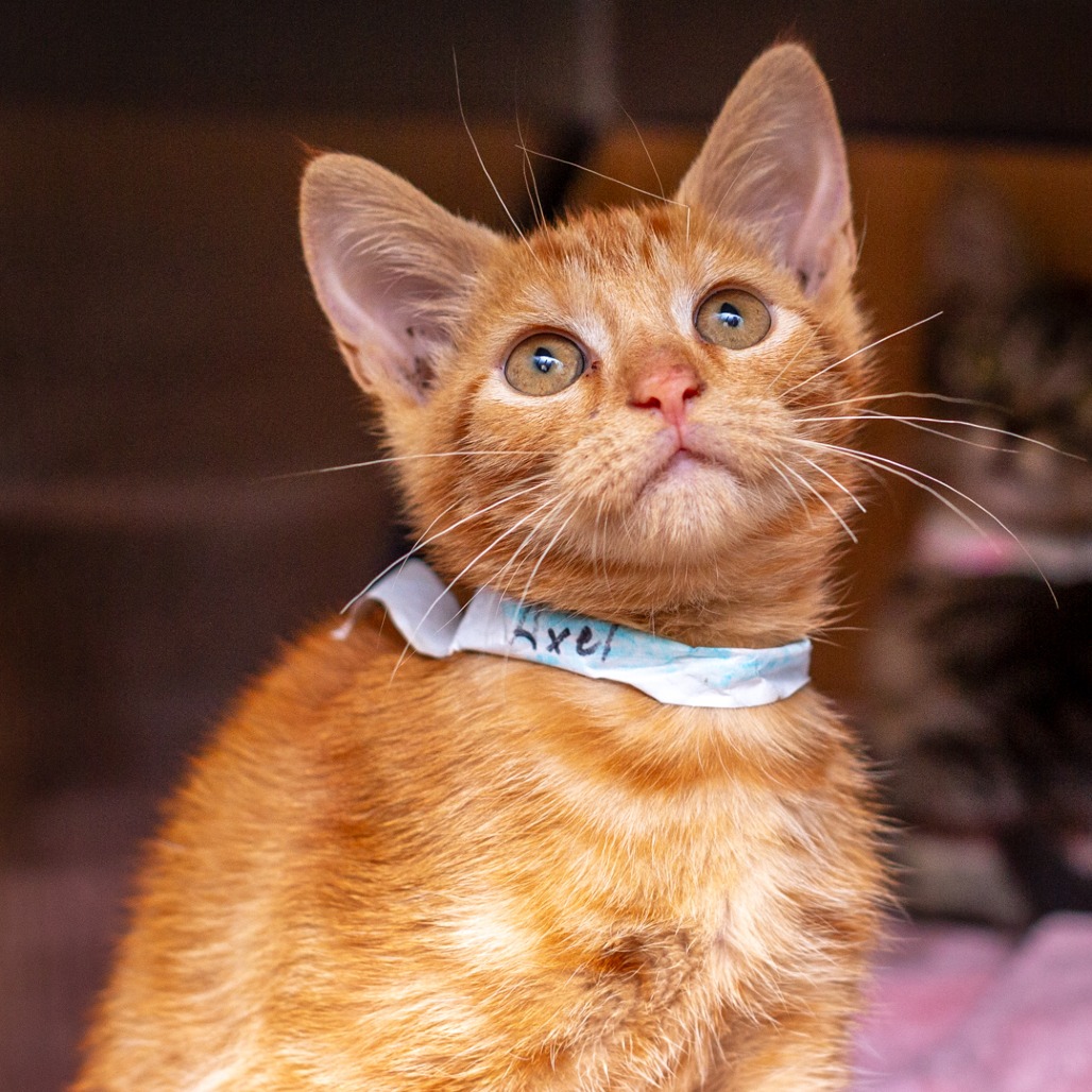 AXEL - Domestic Shorthair available for adoption