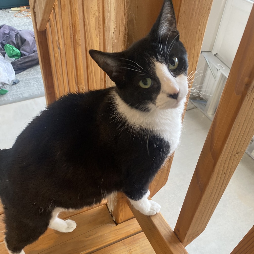 QUINN - Domestic Shorthair available for adoption