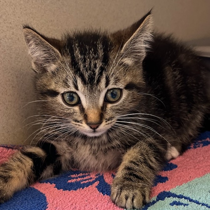 Apollo - Domestic Shorthair
