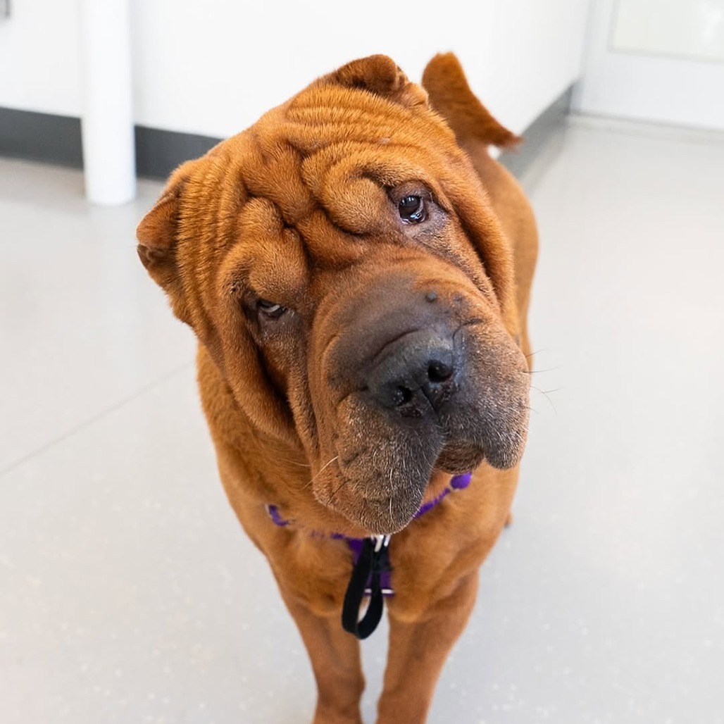 Chinese Shar-pei