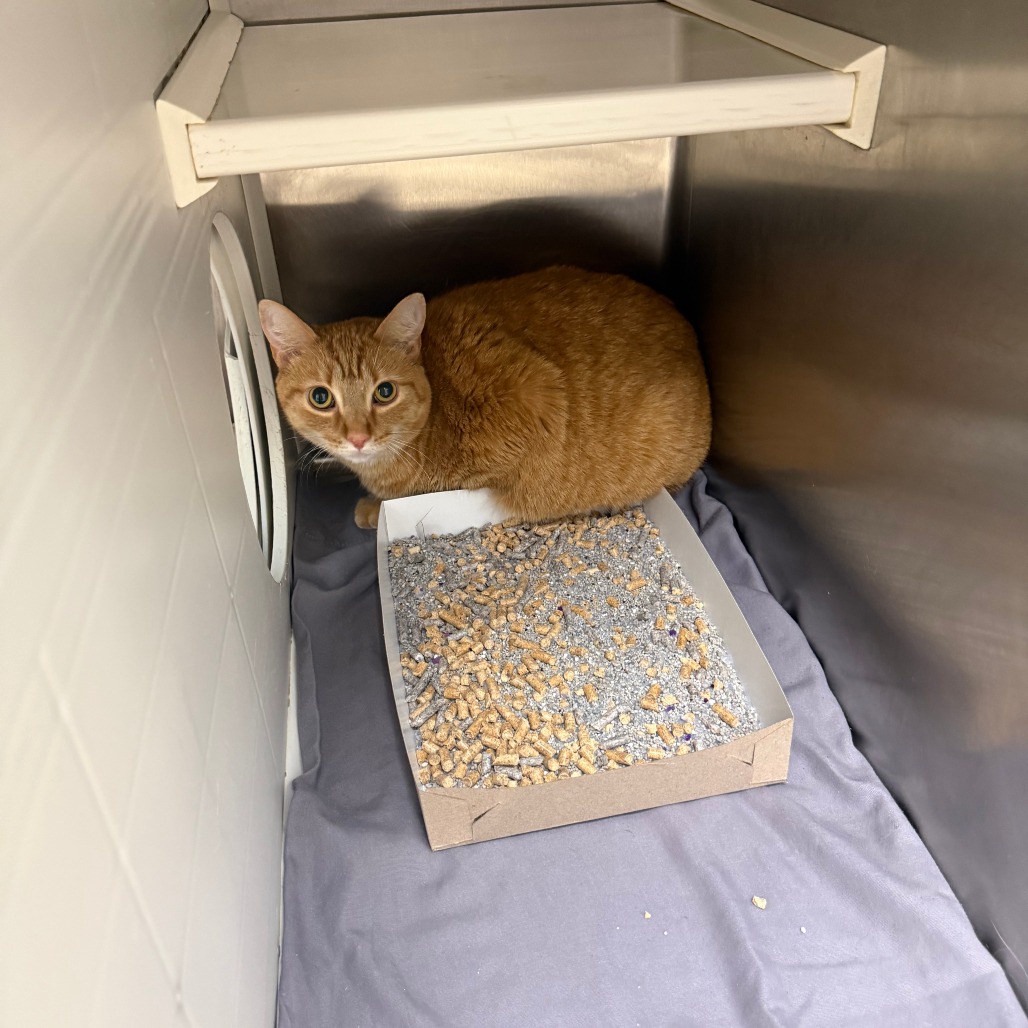 CLAUDIS (LUNA) - Domestic Shorthair / Mix available for adoption