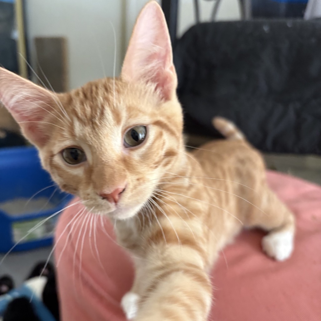 Atlas *Bonded with Dakota* - Costa Mesa Location, photo 4