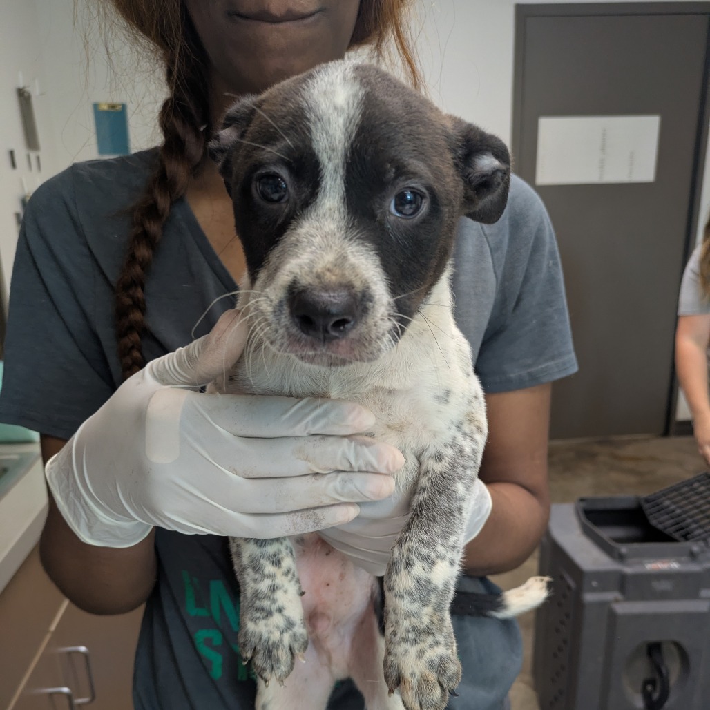 ZEPPO - American Blue Heeler / Terrier available for adoption