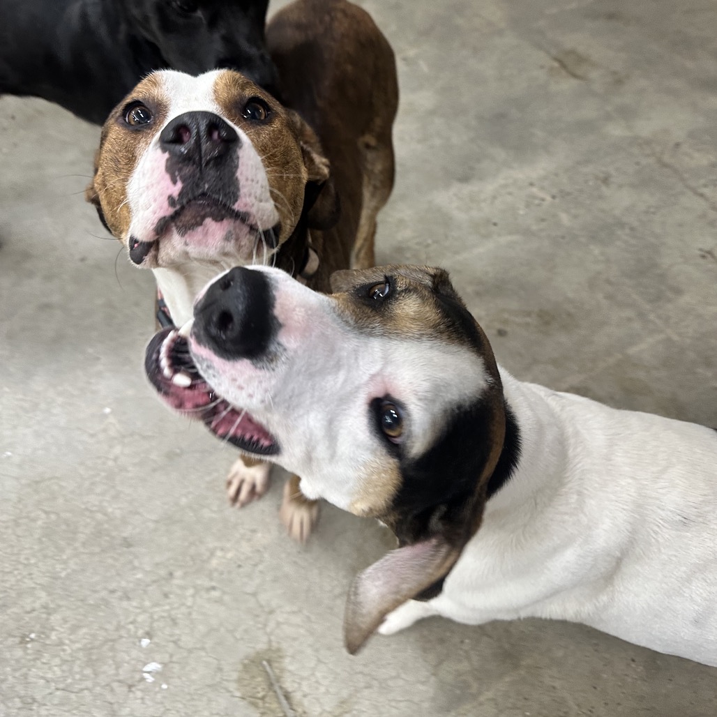 Dixie — thumbnail 4