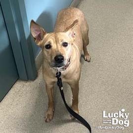SKYE - Shepherd / Retriever available for adoption