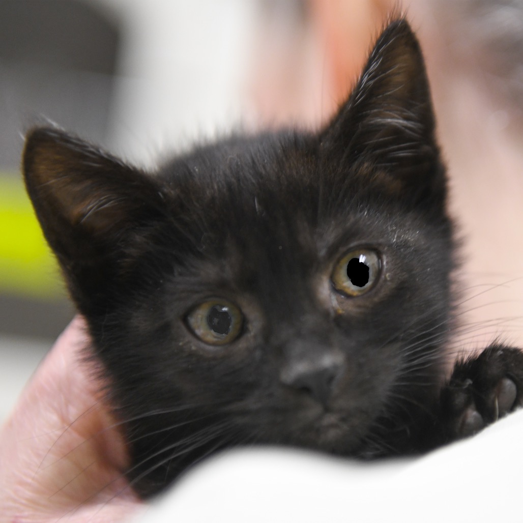 Ghost - Domestic Shorthair