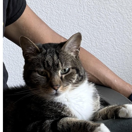 Waffle - American Shorthair