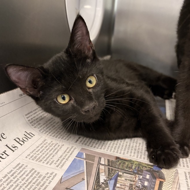 KIMI - Domestic Shorthair available for adoption