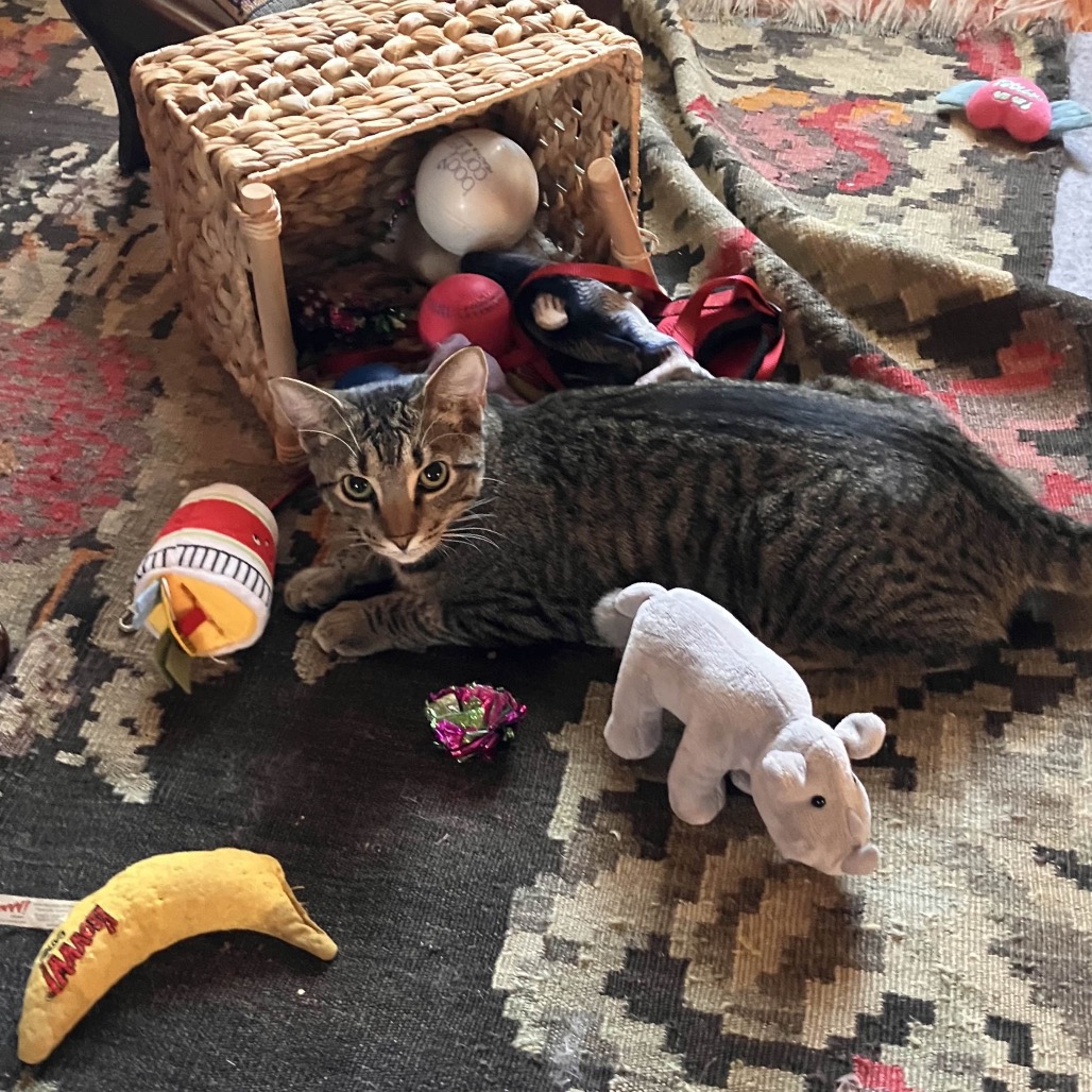 RASPBERRY - Domestic Shorthair for adoption in Silver Spring