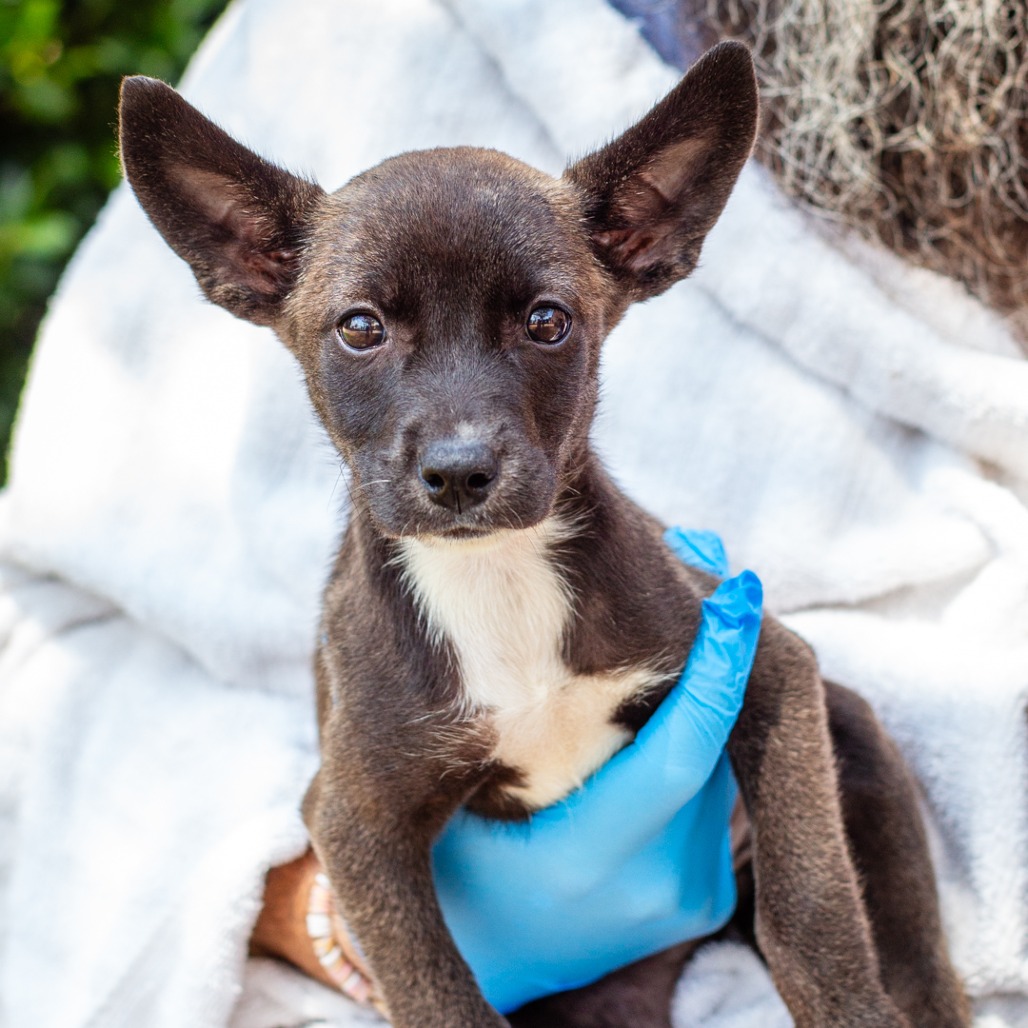 MACAROON - Terrier / Shepherd available for adoption