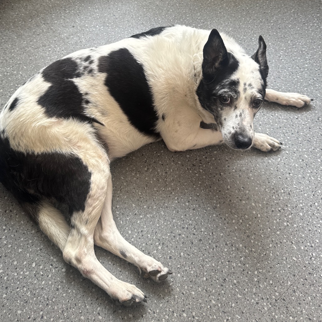Photo of Speckles  11