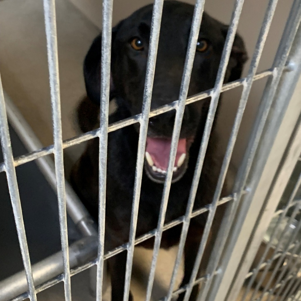 Kennel#9 (Buddy)'s preview photo