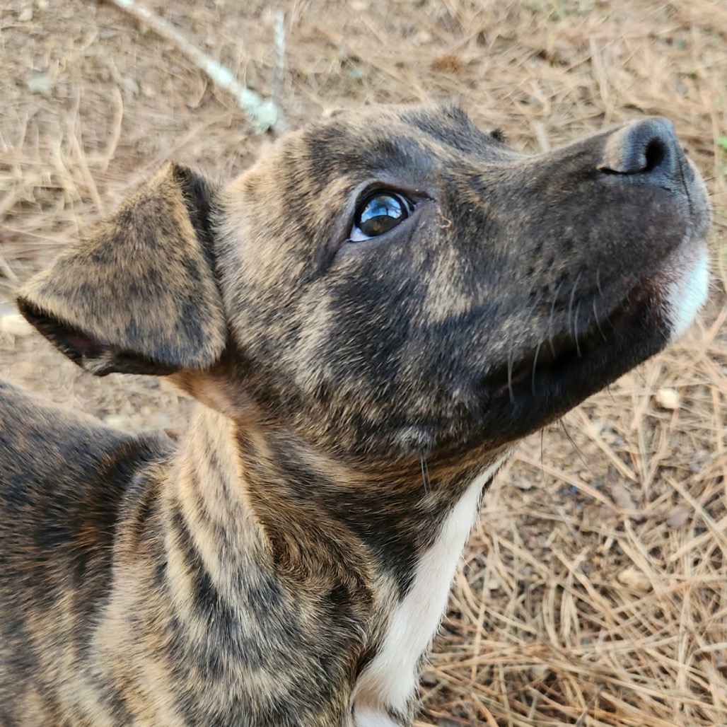 Pippy — thumbnail 2