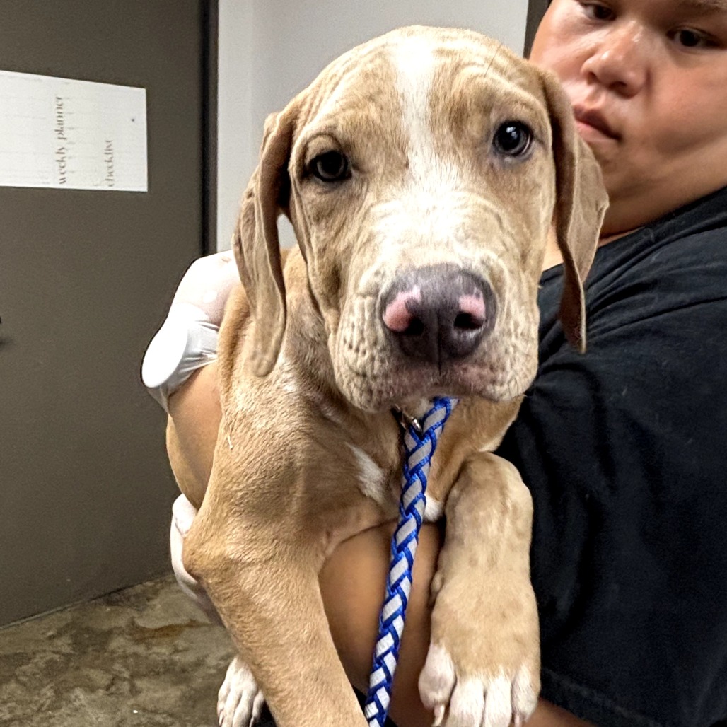 COPPER - Catahoula Leopard Dog / Mix available for adoption