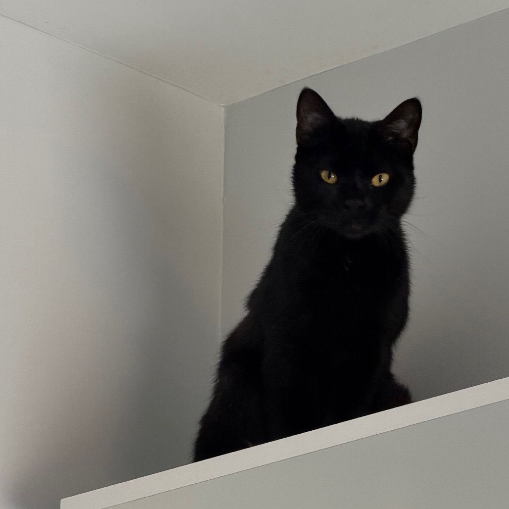 ZUKO - Domestic Shorthair / Domestic Shorthair available for adoption