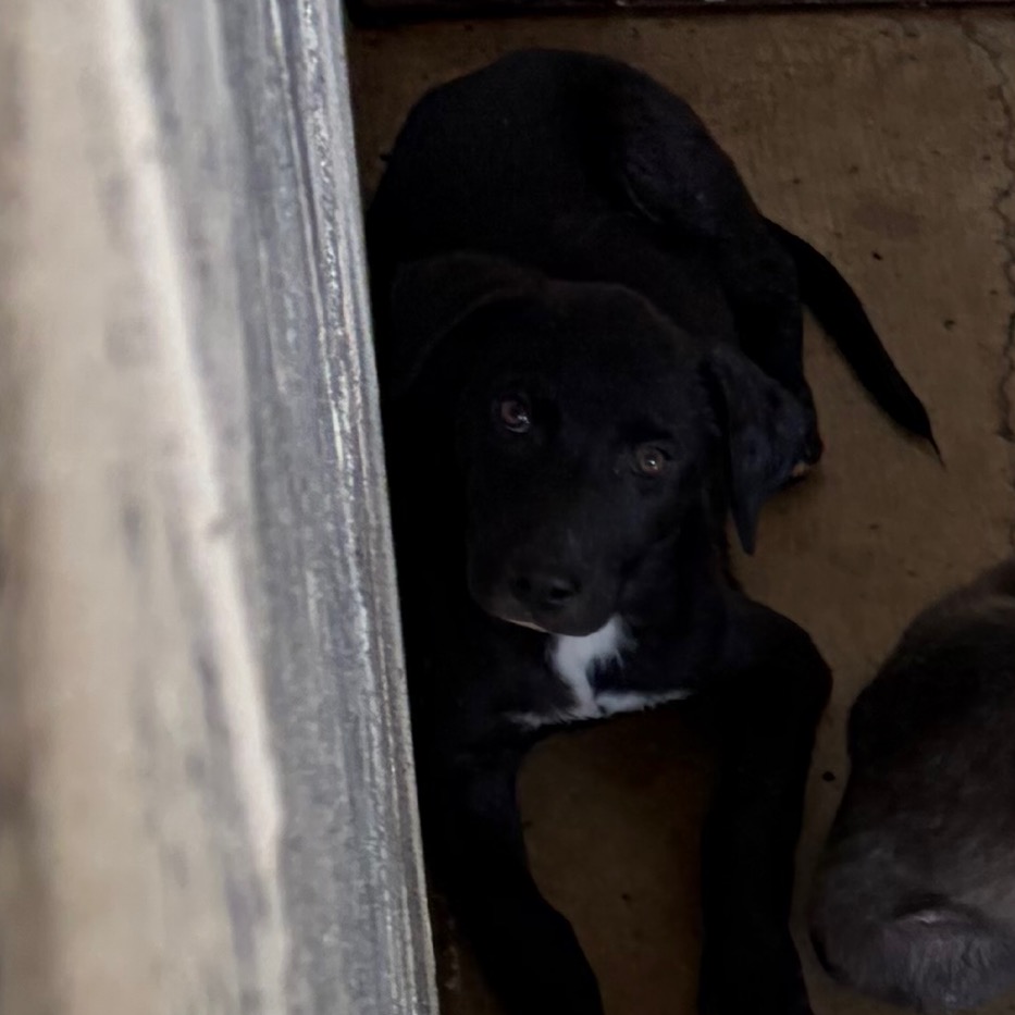 ZIGGY - Retriever, Labrador / Shepherd available for adoption