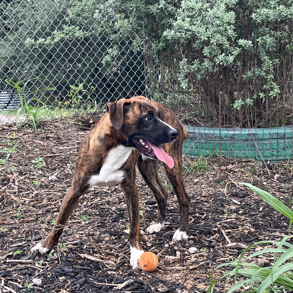 BUTCH, photo 8