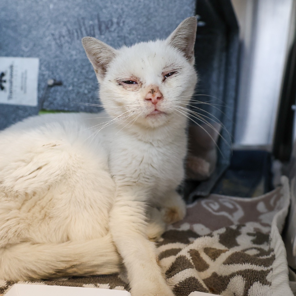 Garden — thumbnail 3