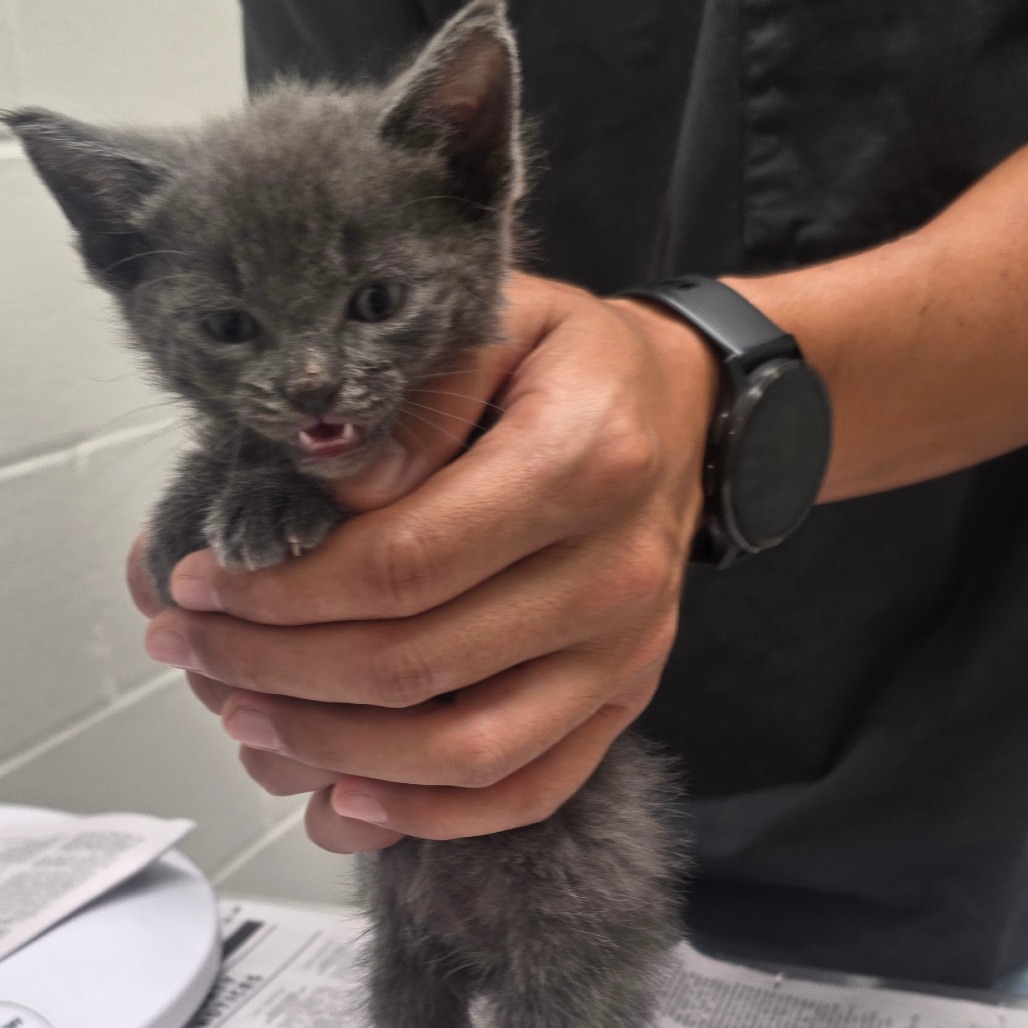 AZALEA - Domestic Shorthair available for adoption