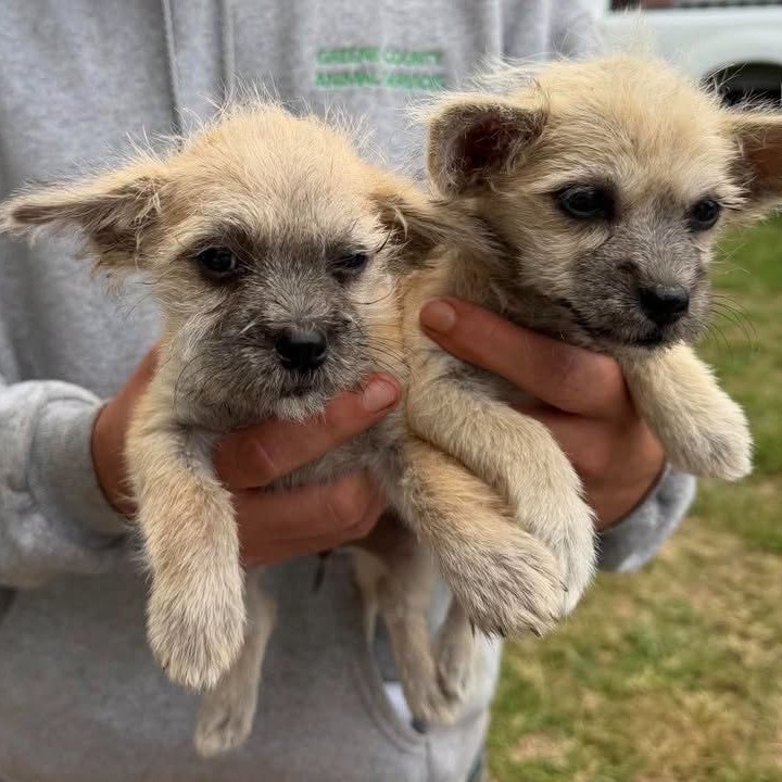 BUTTERCUP - Chihuahua / Terrier, Wirehaired available for adoption